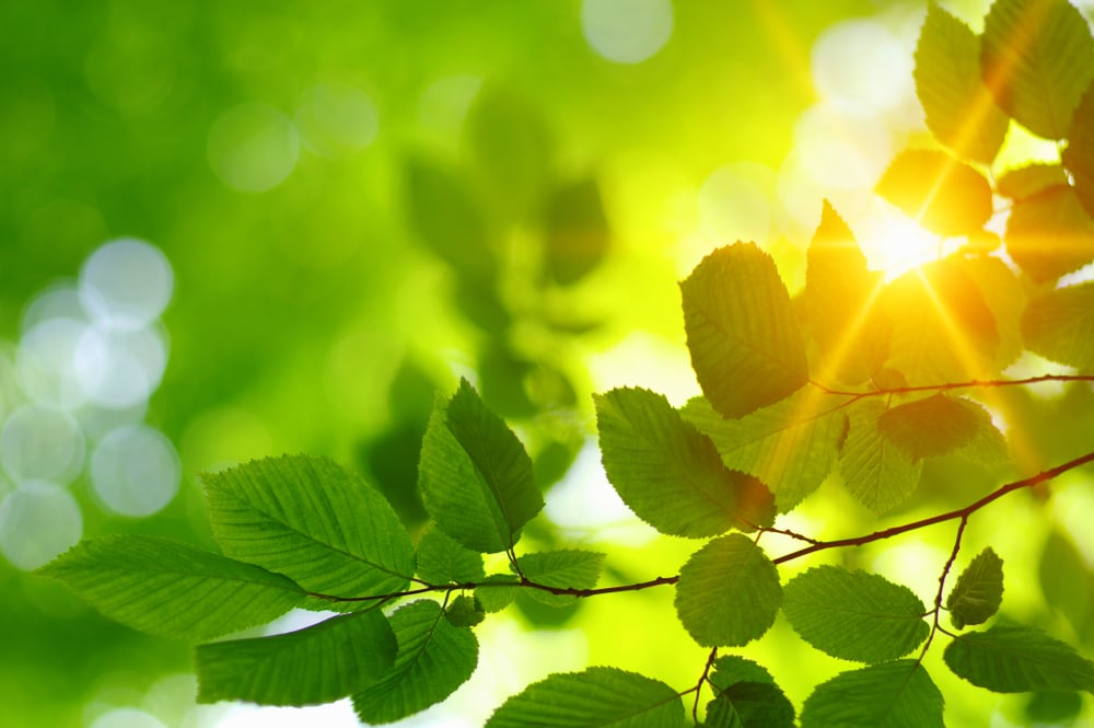 Green,Leaves,And,Sun,In,Spring.