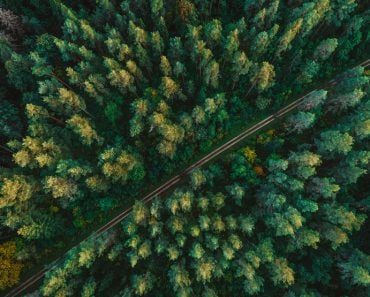 Pine,Forest,From,Above,,Fall,Season,,Forest,Road