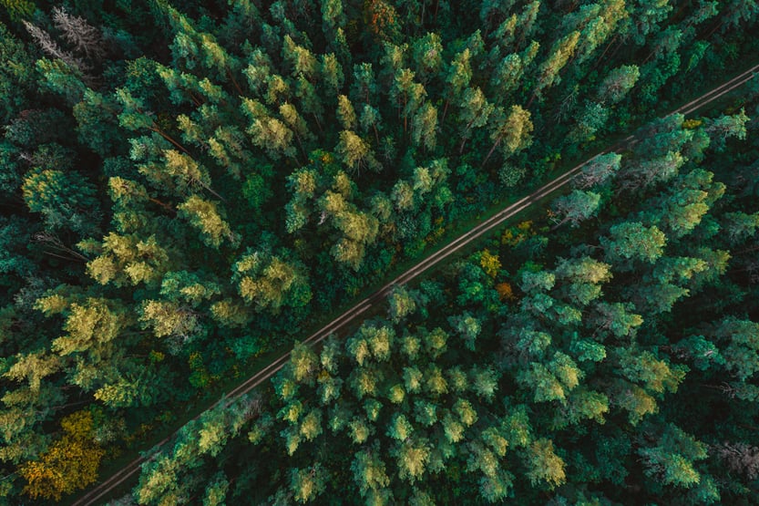 Pine,Forest,From,Above,,Fall,Season,,Forest,Road