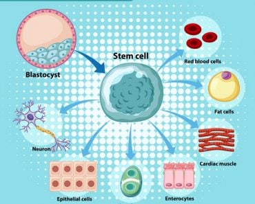 human stem cell