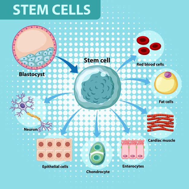 human stem cell