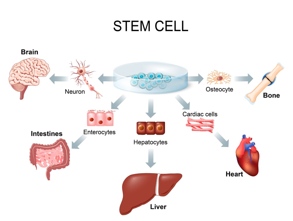 stem cell research how they work