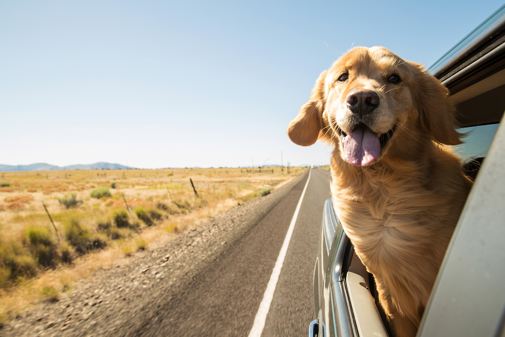 Golden Retriever Dog on a road trip(MPH Photos)s