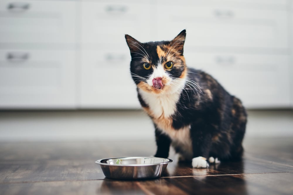 Hungry,Cat,Sitting,Next,To,Bowl,Of,Food,At,Home