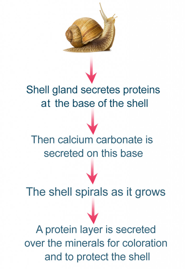 Biomineralization How Do Snails (And Other Molluscs) Make Their Shells?