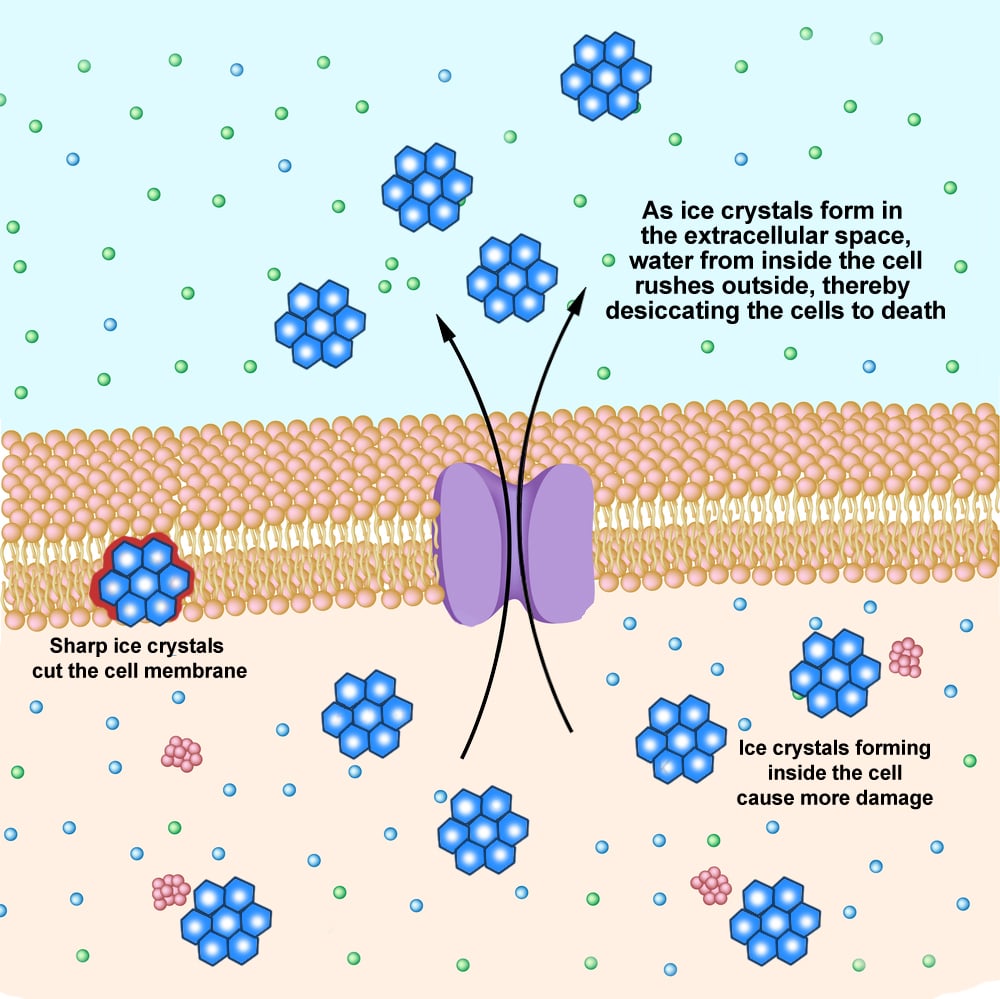 Why Does 'Cold' Dry Ice Burn? » ScienceABC