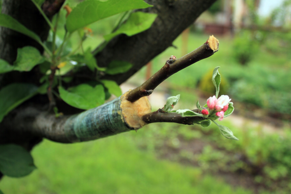 Live,Cuttings,At,Grafting,Apple,Tree,In,Cleft,With,Growing