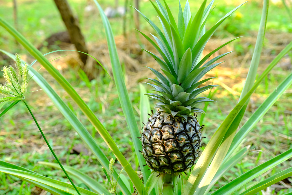 Can A Pineapple Eat You? » ScienceABC