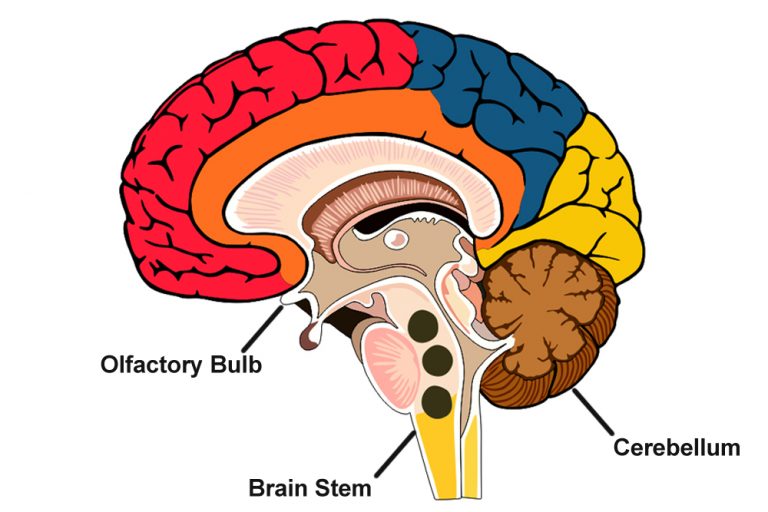 Crystals In Brain Why Do We Have In Our Brains?