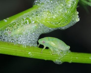 The,Nymph,,Larva,Of,Philaenus,Spumarius,,The,Meadow,Froghopper,Or