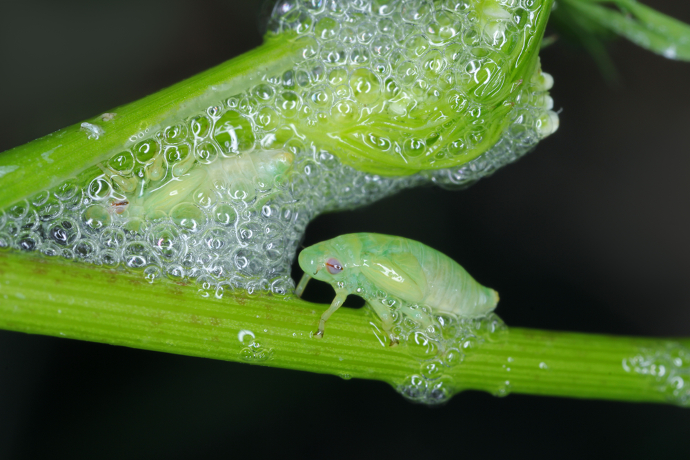 The,Nymph,,Larva,Of,Philaenus,Spumarius,,The,Meadow,Froghopper,Or