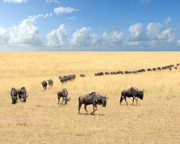 Wildebeest