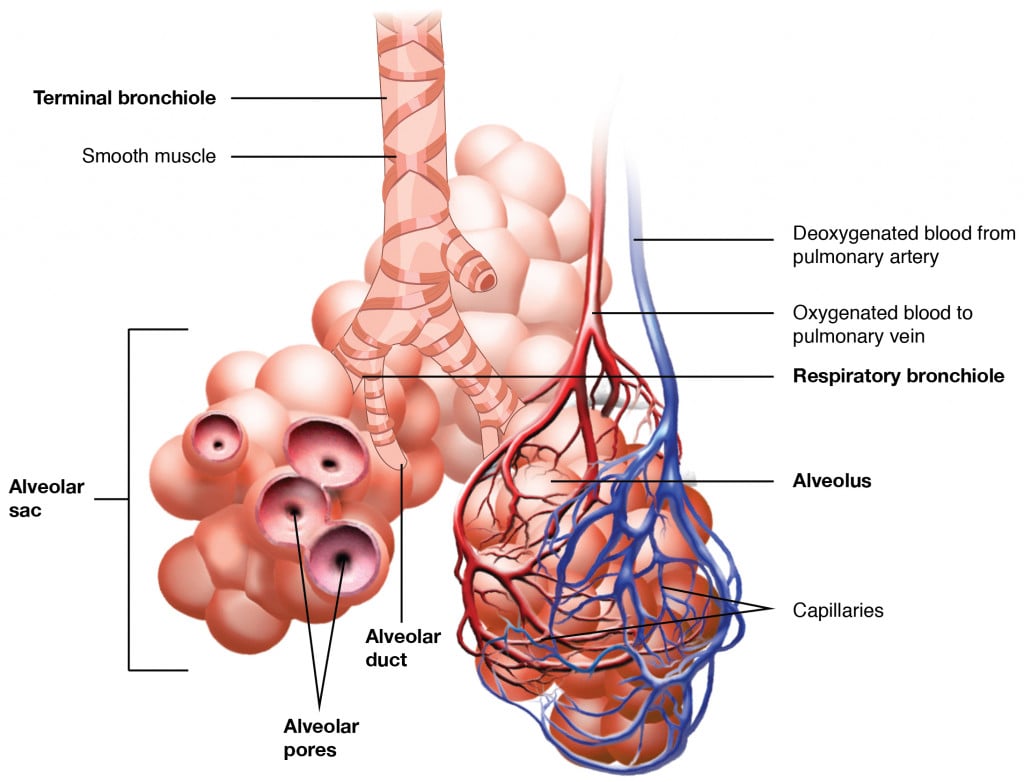 How Does The Human Respiratory System Work? » ScienceABC