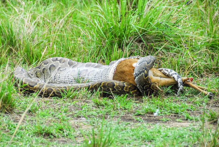 Snake Eating Gazelle