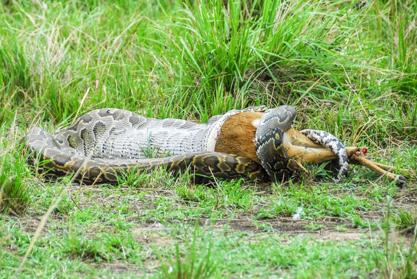 Python snake devouring a small gazelle