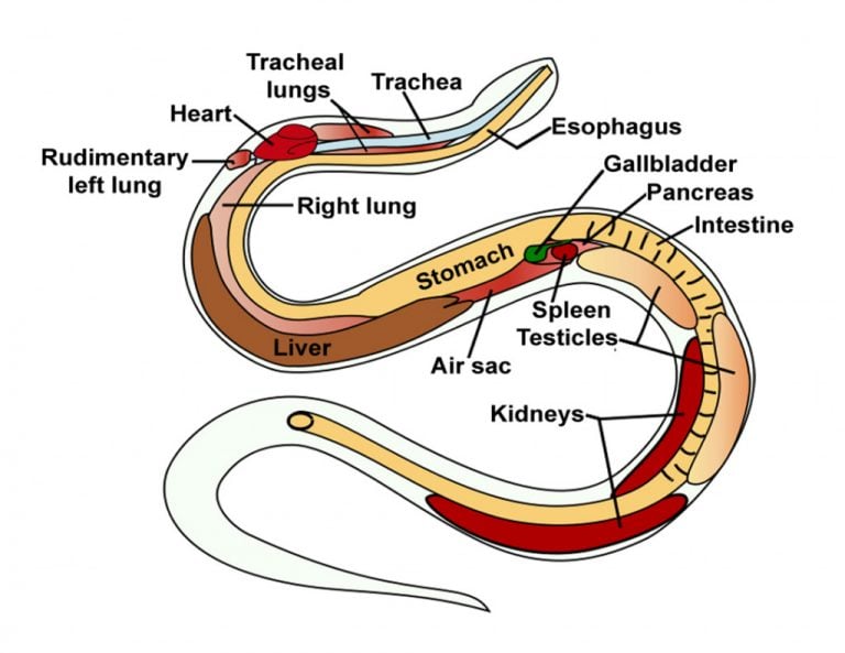 How Do Snakes Digest Their Food Without Chewing It First? » ScienceABC