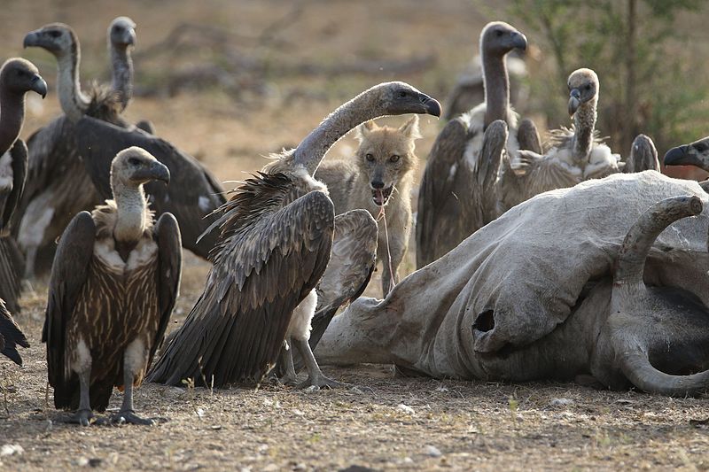 Why Don't Vultures Get Sick After Eating Rotten Flesh?
