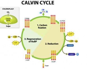 Calvin Cycle