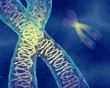 Chromosomes,-,Dna,Molecules,Carrying,The,Genetic,Material,,,Gene