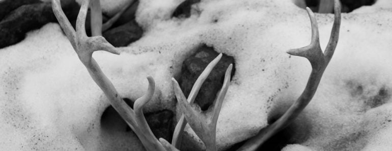 Melting,Snow,,Revealing,A,Frozen,Reindeer,Skull,With,Antlers,Attached