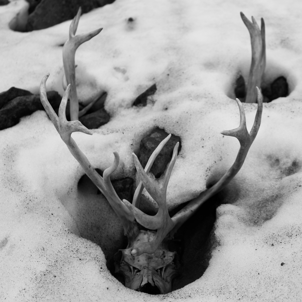 Melting,Snow,,Revealing,A,Frozen,Reindeer,Skull,With,Antlers,Attached