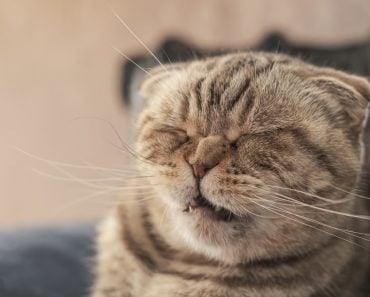 Cute cat Scottish Fold is about to sneeze, so she has a wrinkled nose and a funny muzzle. Close-up.