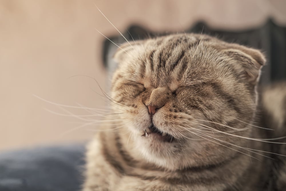 Cute cat Scottish Fold is about to sneeze, so she has a wrinkled nose and a funny muzzle. Close-up.