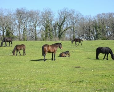 Horses grazing, resting, playing and sleeping on a green grass under the sun.