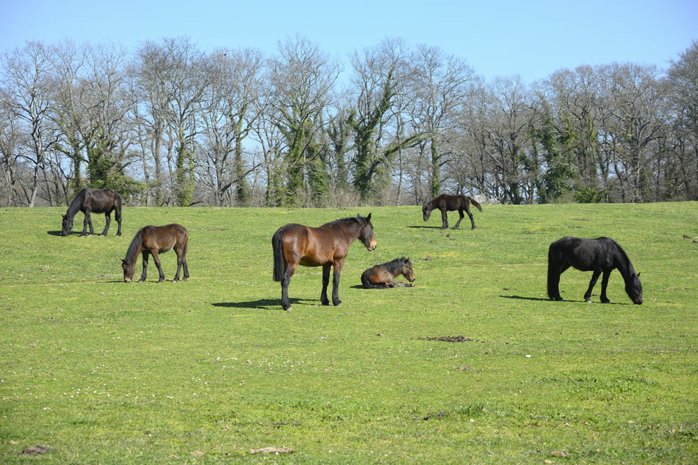 Horses grazing, resting, playing and sleeping on a green grass under the sun.