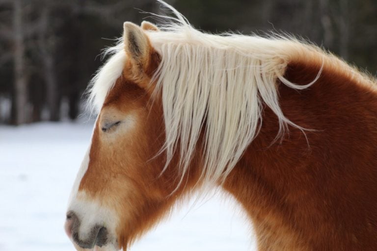 Horse Sleeping Position Do Horses Sleep Standing Up?