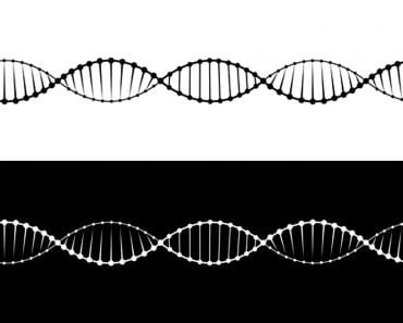 A set of two variants of the DNA molecule