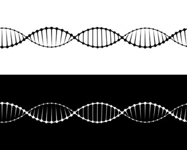 A set of two variants of the DNA molecule