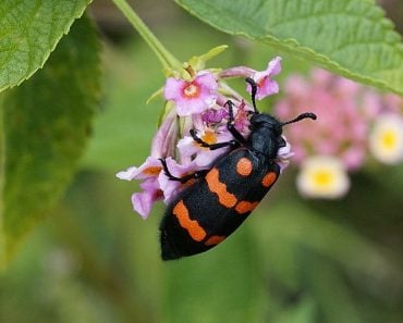 Blister beetle