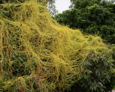 Cuscuta, dodder, parasitic plant. Creeper plant.