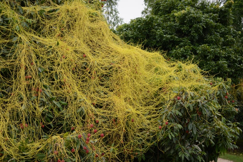 Cuscuta, dodder, parasitic plant. Creeper plant.