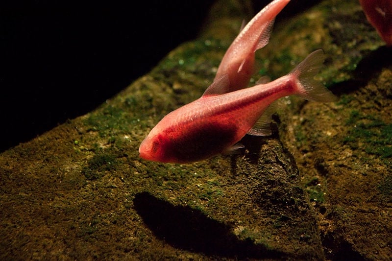 Astyanax mexikanus blind