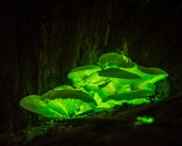 Bioluminescence,Ghost,Mushroom,Found,In,Thirlmere,Lakes,National,Park,,Wollondilly,