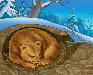 The,Bear,Sleeps,In,The,Winter,In,A,Den