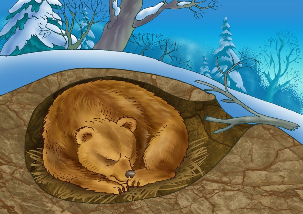 The,Bear,Sleeps,In,The,Winter,In,A,Den