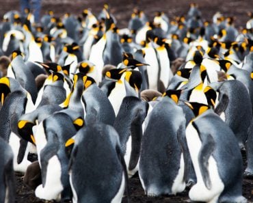 king-penguins-falkland-islands_t20_rOnoVw