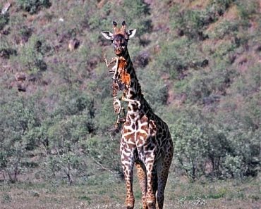 Masai Giraffe