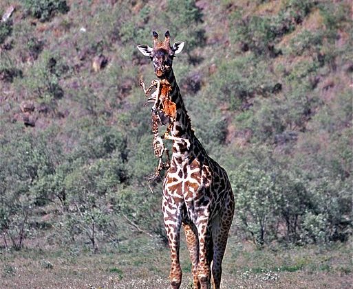 Masai Giraffe