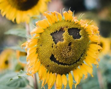 The,Sunflower,Field,Looks,Like,A,Smiling,Face.