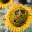 The,Sunflower,Field,Looks,Like,A,Smiling,Face.