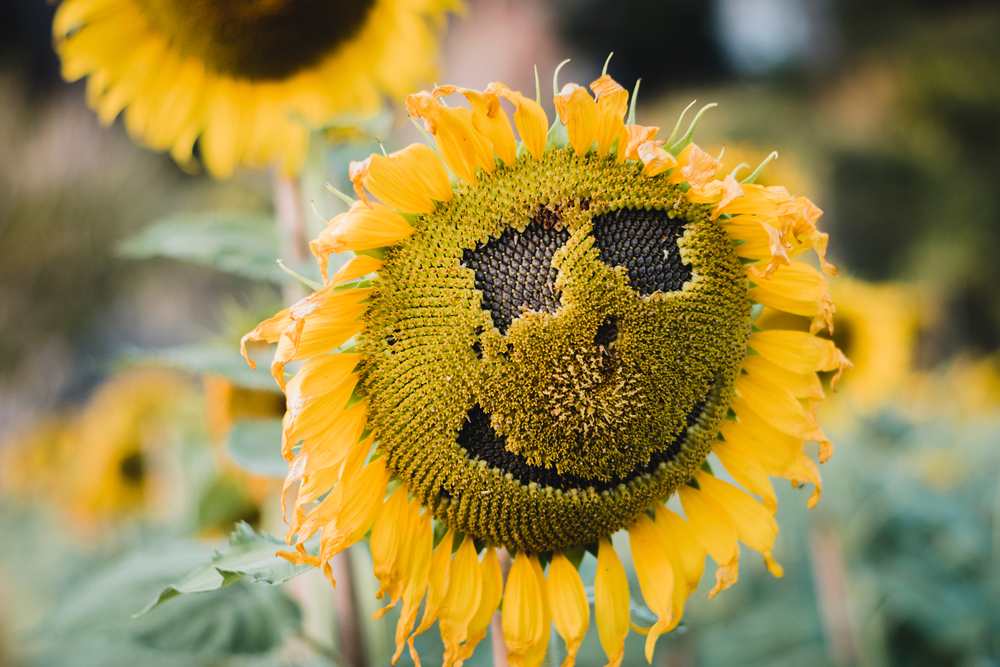 The,Sunflower,Field,Looks,Like,A,Smiling,Face.