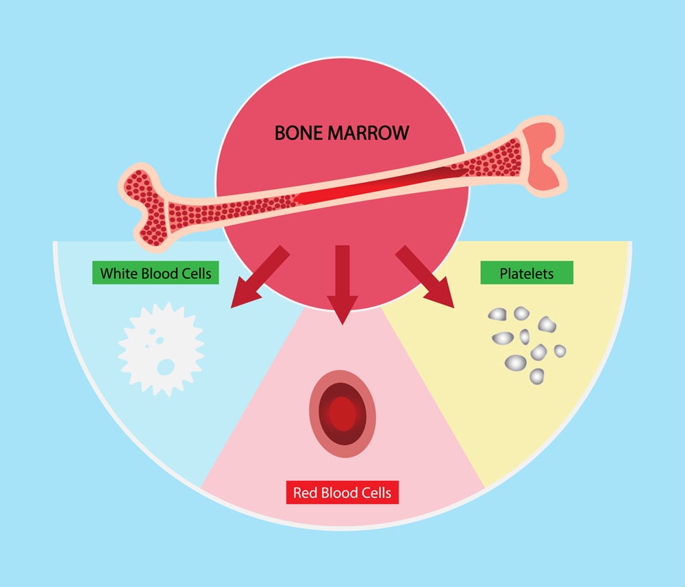 illustration of biology, bone marrow is the primary site of new blood cell production or hematopoiesis, Adult stem cells