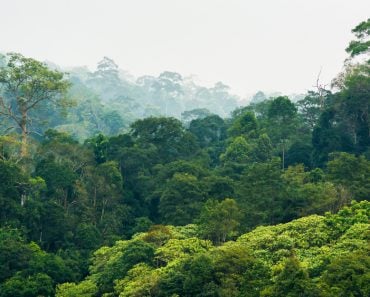 Tropical,Rainforest,khao,Yai,National,Park,Thailand