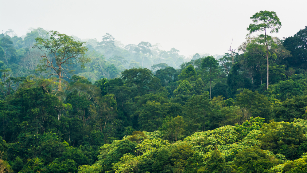 Tropical,Rainforest,khao,Yai,National,Park,Thailand