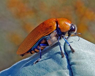 BIG beetle