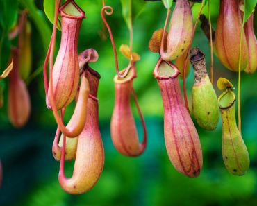 Nepenthes,,Tropical,Pitcher,Plants,And,Monkey,Cups